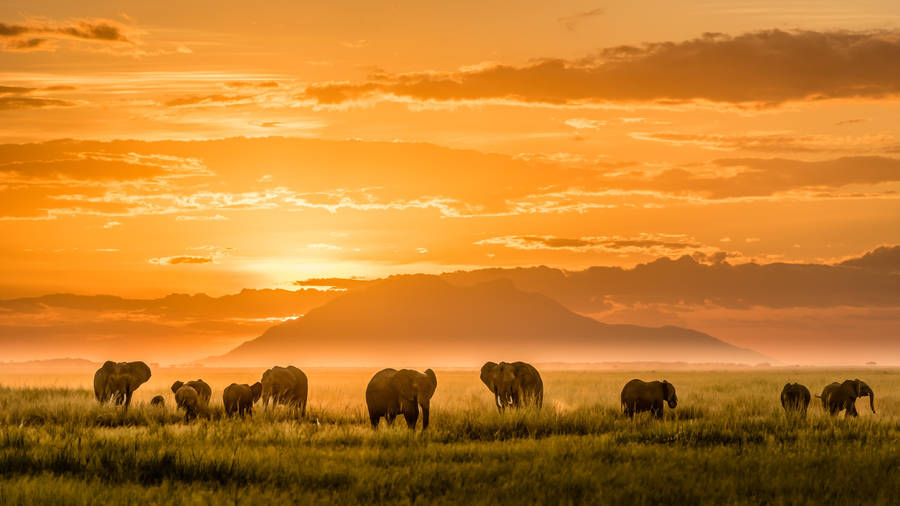African Animals Elephant Herd Wallpaper