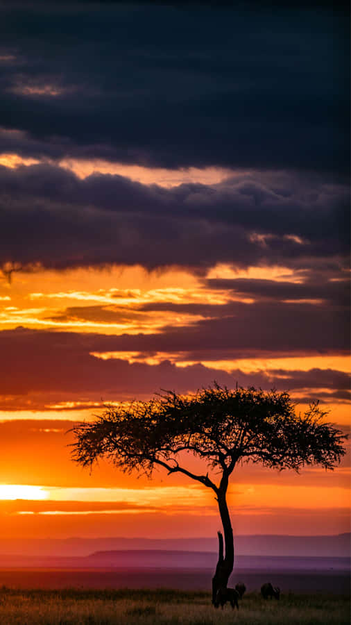 African Sunset Silhouette Wallpaper