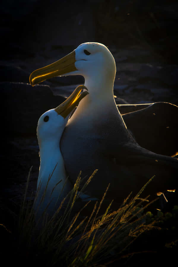 Albatross Couple Sunset Silhouette Wallpaper