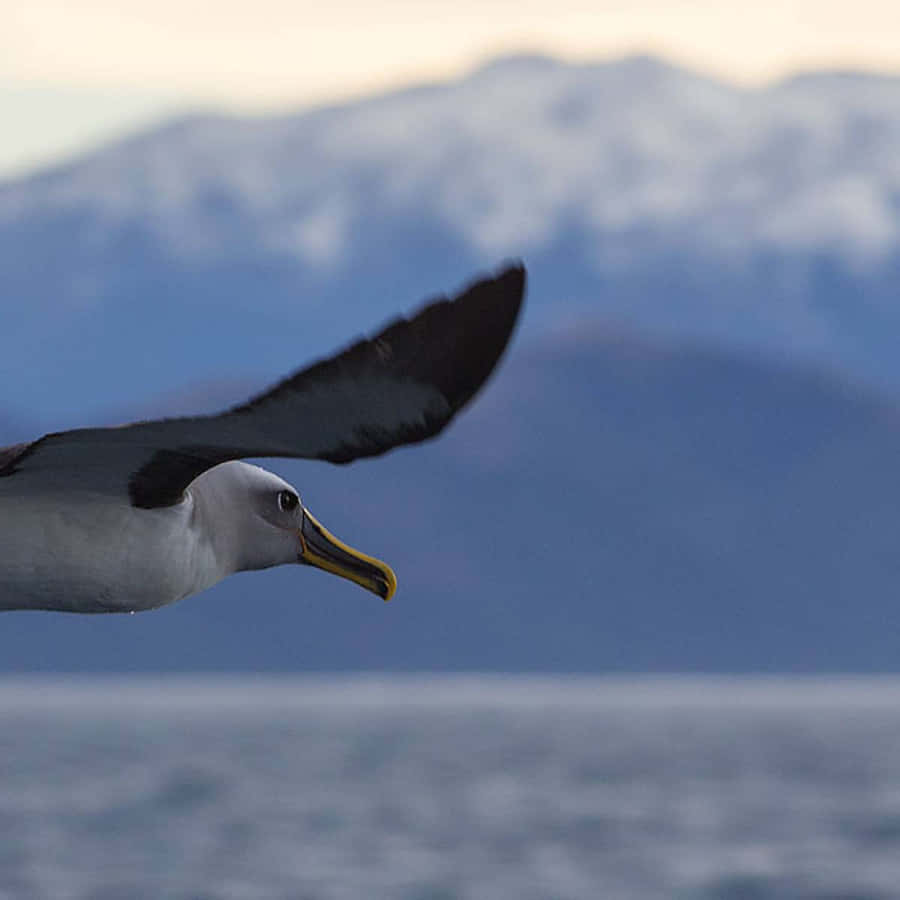 Albatross In Flight Mountain Backdrop Wallpaper