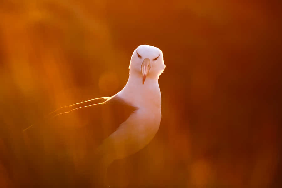 Albatrossin Golden Light Wallpaper