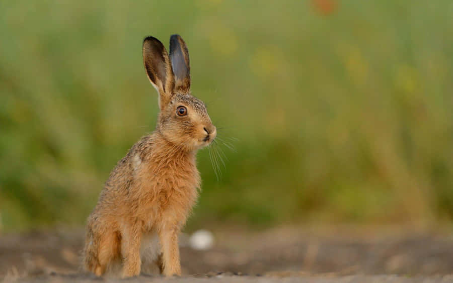 Alert Brown Harein Field Wallpaper