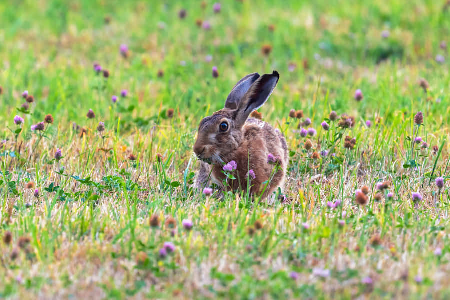 Alert Brown Harein Meadow.jpg Wallpaper