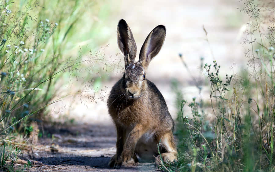 Alert Brown Harein Nature Wallpaper