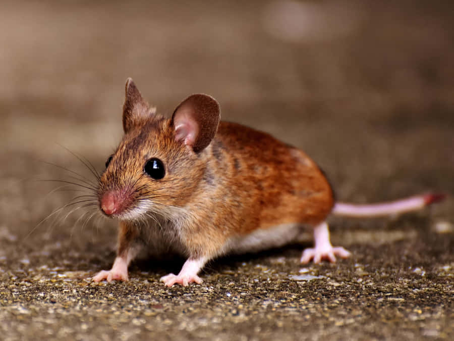Alert Brown Mouse On Ground.jpg Wallpaper