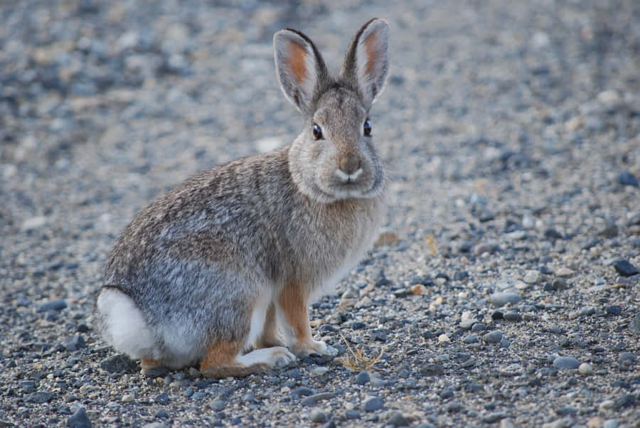 Alert Cottontail Rabbiton Gravel Wallpaper