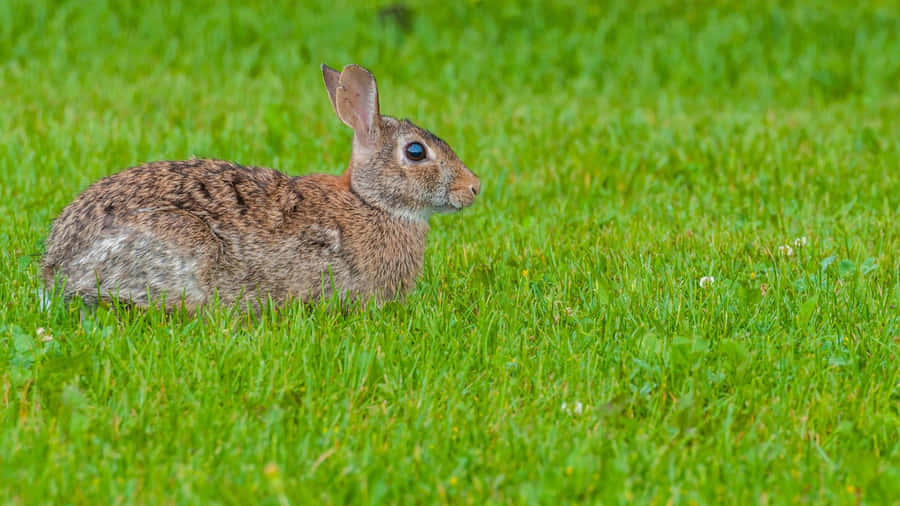 Alert Cottontailin Grass Wallpaper