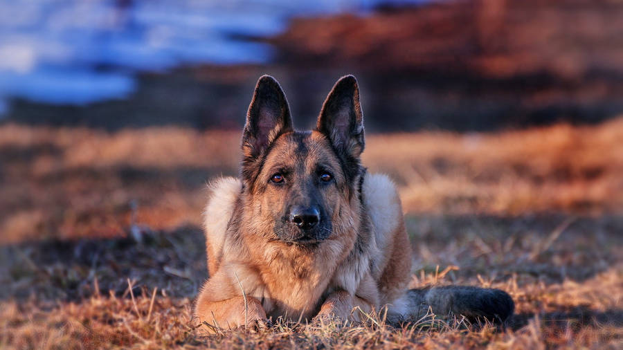 Alert German Shepherd Dog Wallpaper