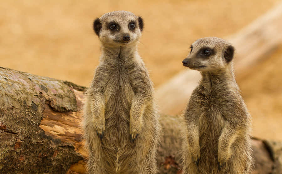 Alert Meerkats On Lookout.jpg Wallpaper