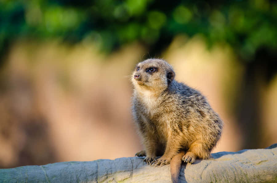 Alert Mongoose On Watch.jpg Wallpaper