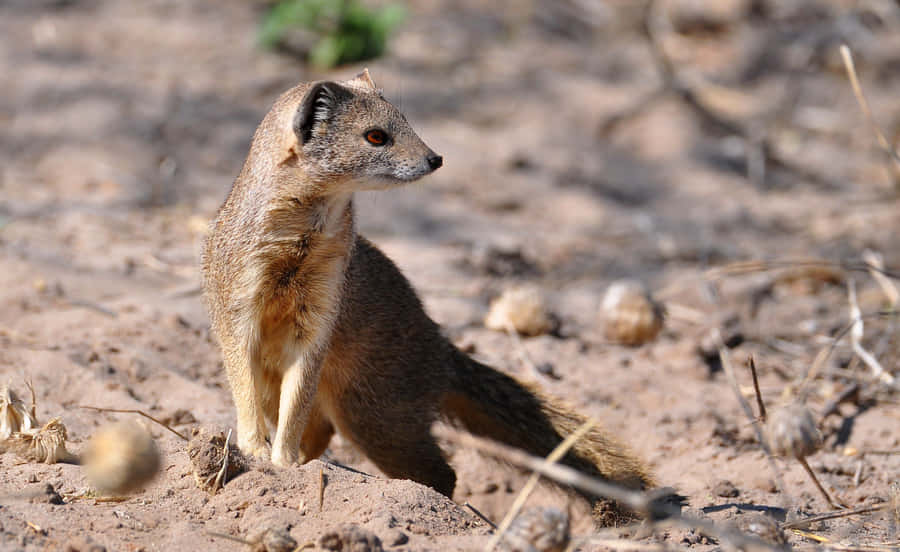 Alert Mongoosein Natural Habitat Wallpaper