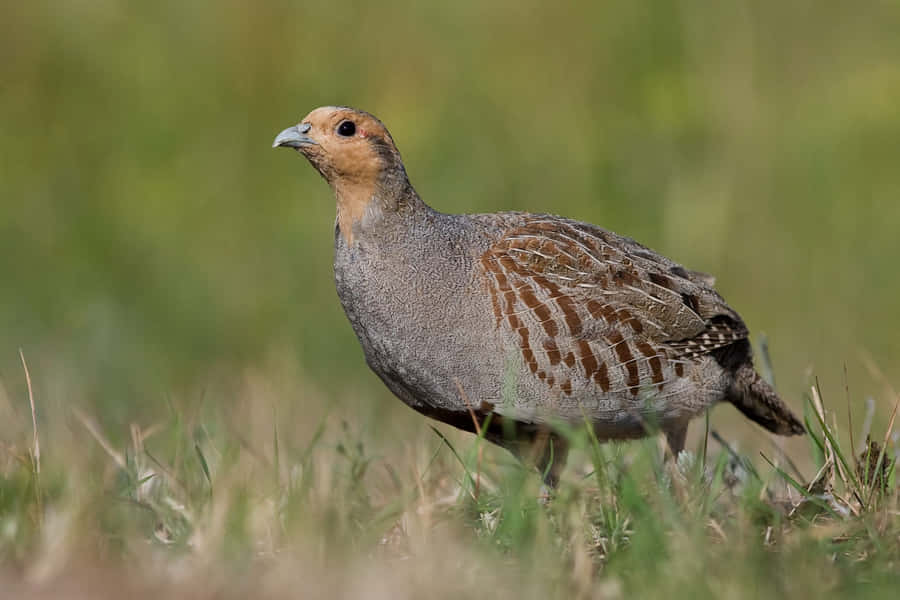 Alert Partridgein Grass Wallpaper