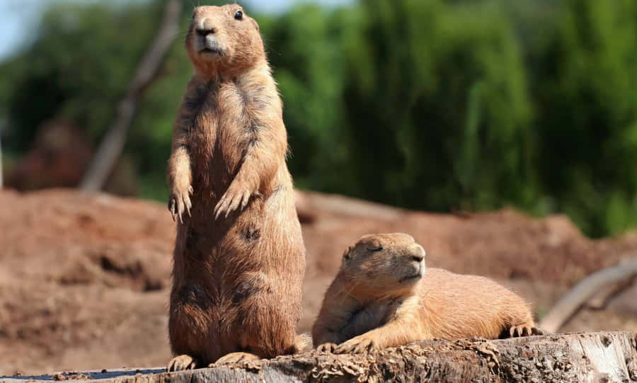 Alert Prairie Dog Standing Watch Wallpaper