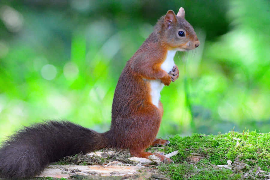 Alert Red Squirrel Standing Wallpaper