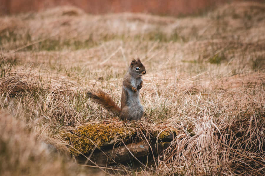 Alert Squirrelin Grassy Field.jpg Wallpaper