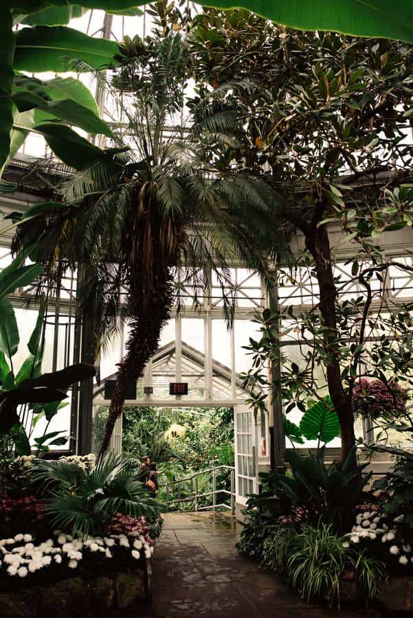 Allan Gardens Conservatory Tropical Flora Wallpaper
