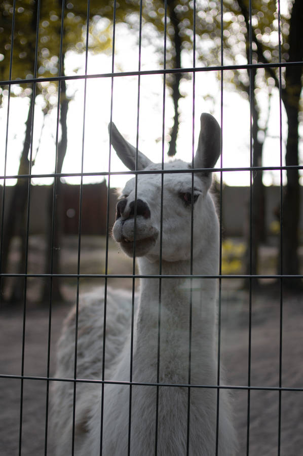 Alpaca Behind A Fence Wallpaper