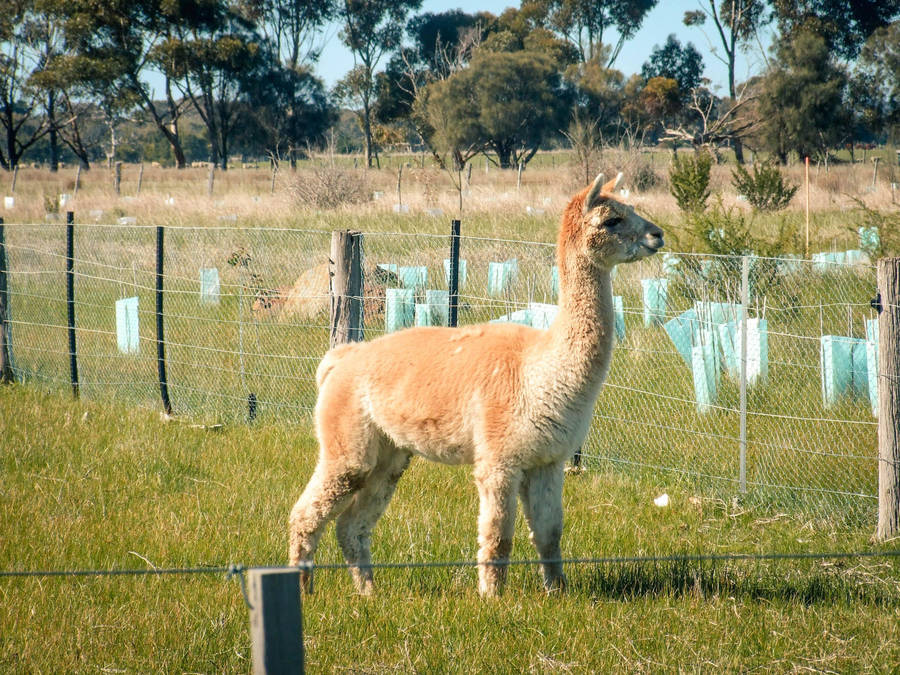 Alpaca Inside A Fence Wallpaper