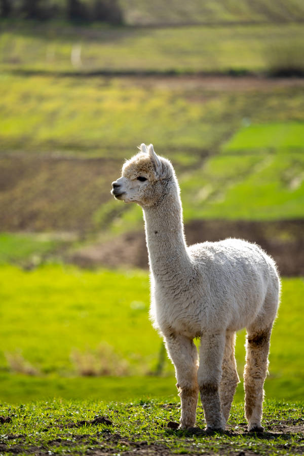 Alpaca On Farmland Wallpaper