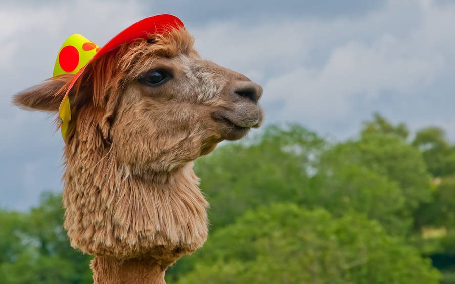 Alpaca With Hat Wallpaper