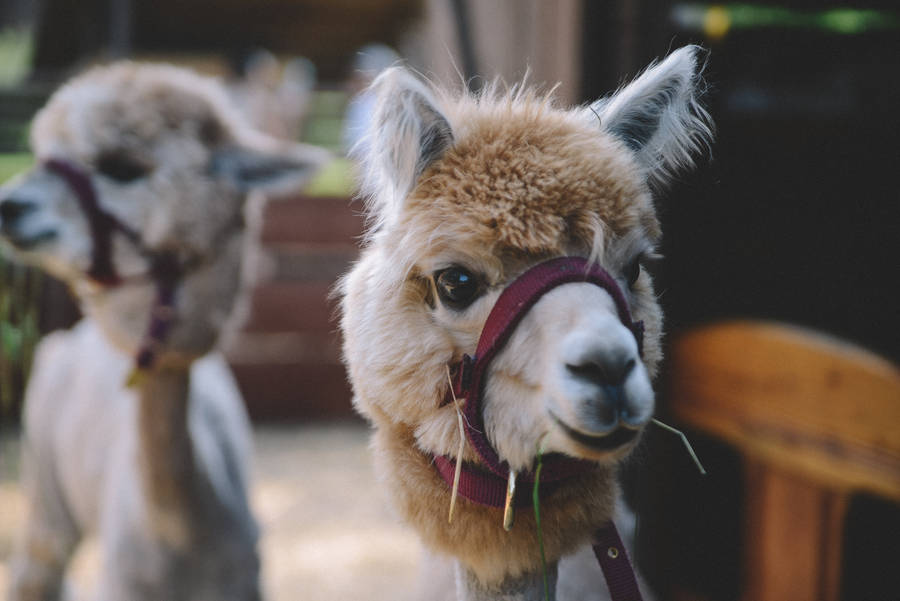 Alpaca With Leash Wallpaper