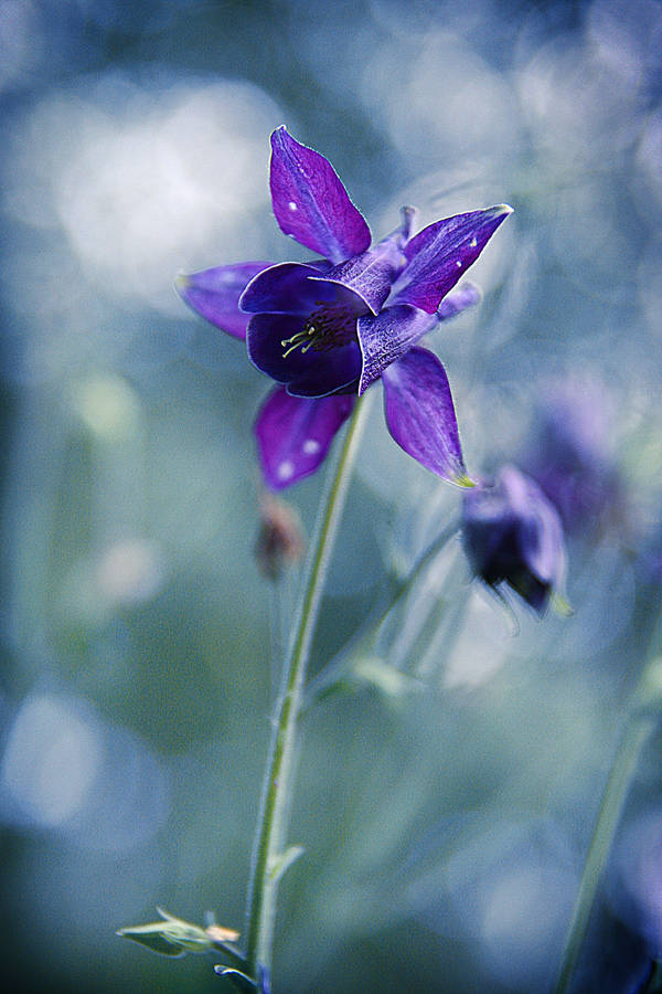 Alpine Columbine Flower Android Wallpaper