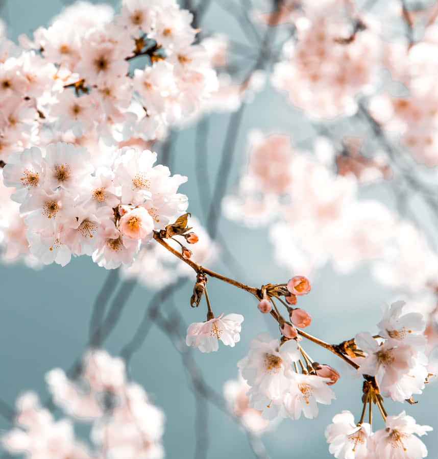 Amazing Yellow And Blue Patterns Brightening The Screen Wallpaper