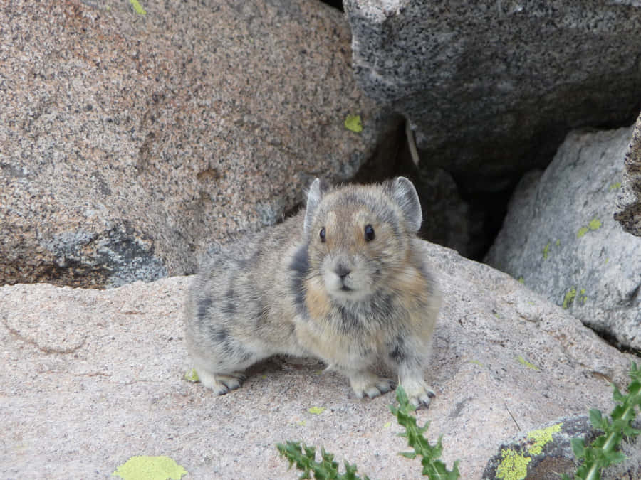 American Pika On Rocky Terrain.jpg Wallpaper