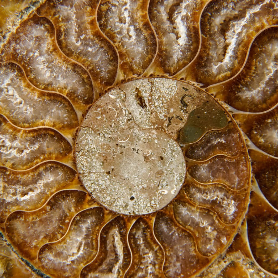 Ammonite Fossil Closeup Wallpaper