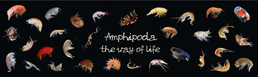 Amphipoda Diversity Showcase Wallpaper