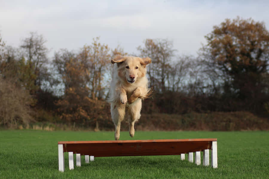 An Active Dog Fetching A Flying Disc In A Green Field Wallpaper
