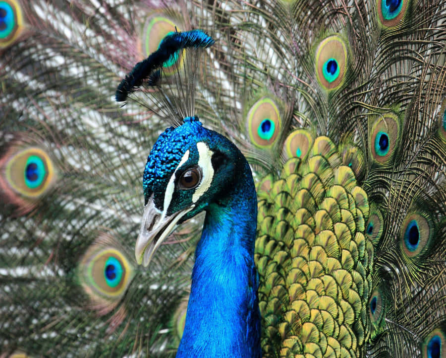 An Aerial View Of A Tropical Beach Wallpaper