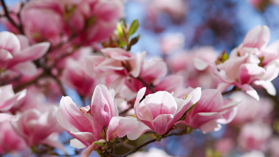 An Aerial View Of The Cityscape Wallpaper
