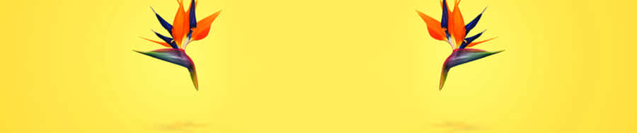 An Alluring Evening Sky Wallpaper