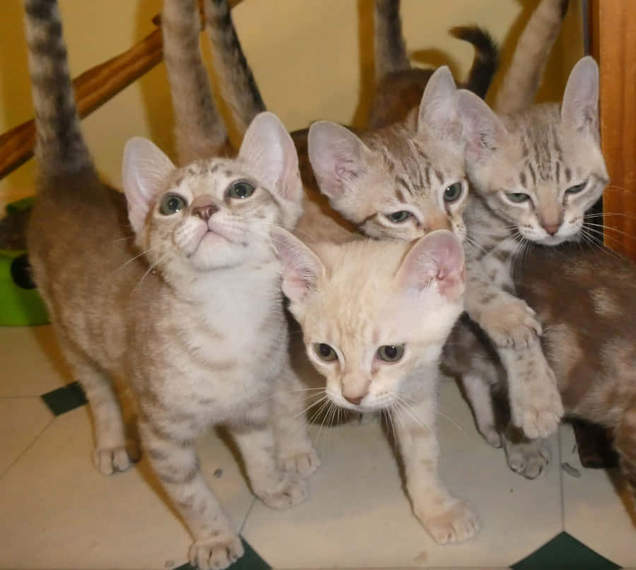 An Australian Mist Cat Lounging Leisurely In The Sun Wallpaper