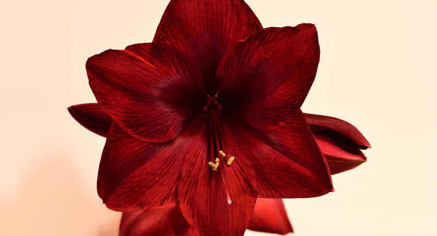 An Autumnal Road Depicting The Changing Leaves Wallpaper