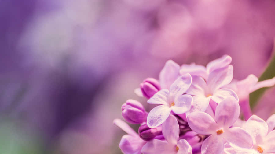 An Expedition Of Beauty And Adventure Wallpaper