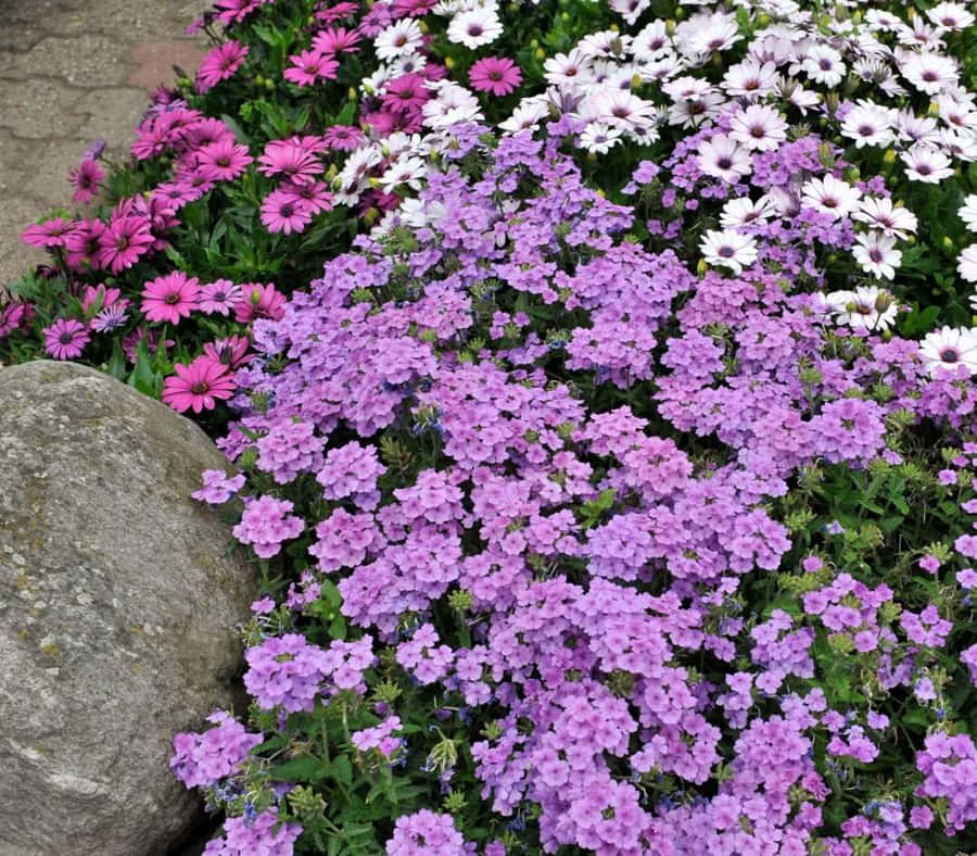 An Idyllic Panoramic View Of A Tranquil Lavender Field, Surrounded By Blue Sky. Wallpaper