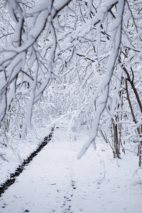 An Idyllic Scene Of A Snowy Winter Forest Wallpaper