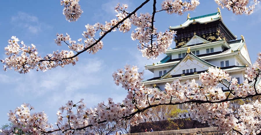 Ancient Japanese Warrior Overlooking The Sunset Wallpaper
