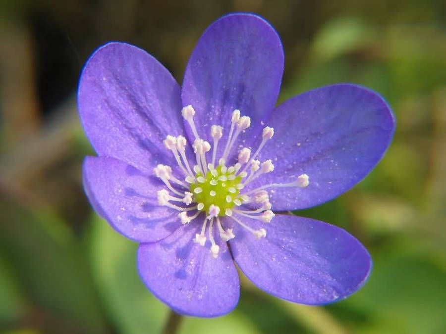 Anemone Flower In Bloom Wallpaper