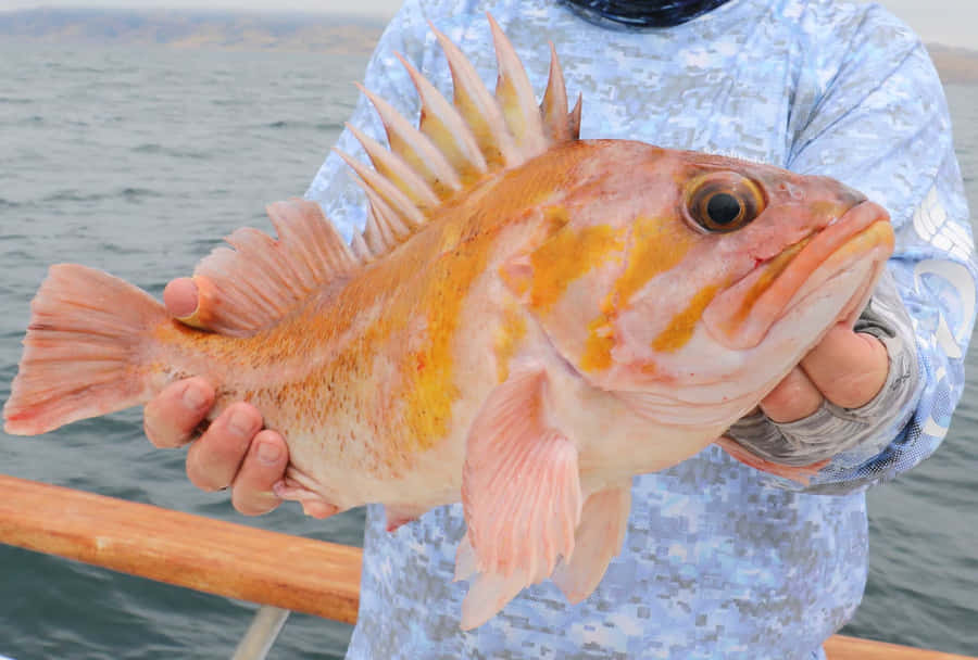 Angler Holding Quillback Rockfish Wallpaper