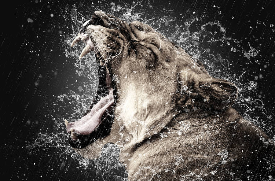 Angry Lion In The Rain Wallpaper
