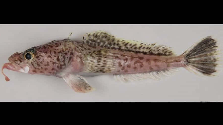 Antarctic Icefish Specimen Wallpaper