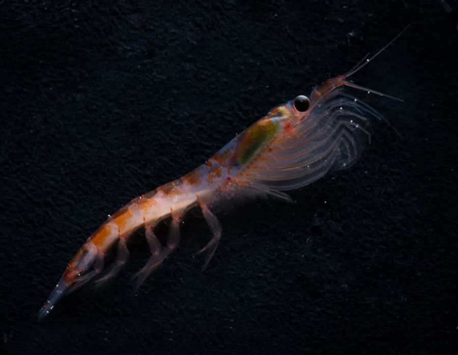 Antarctic Krill Swimming Wallpaper