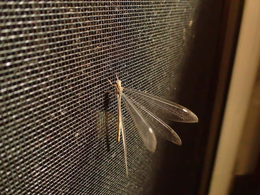 Antlion Adulton Screen Wallpaper