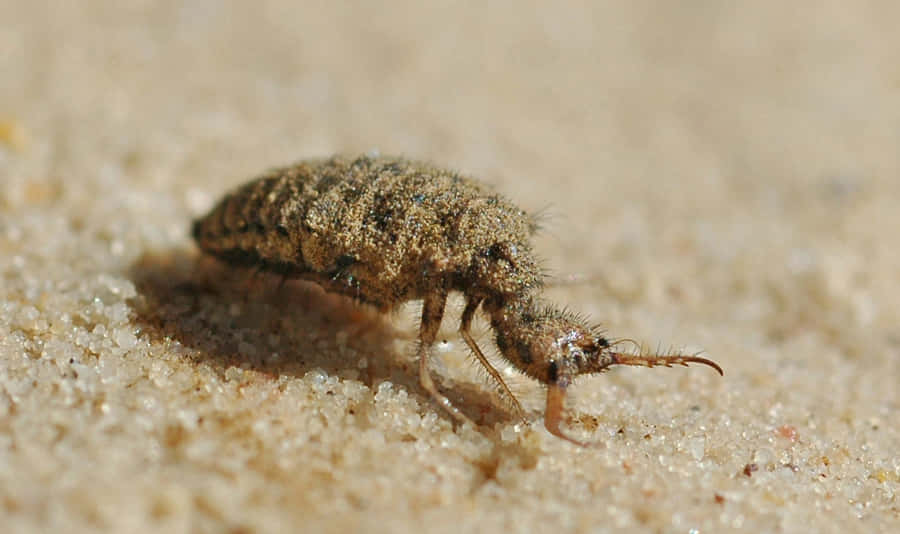 Antlion Larva Closeup Wallpaper