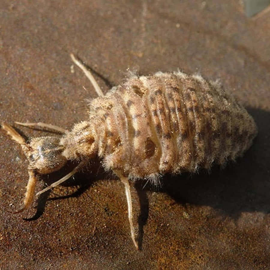 Antlion Larva Closeup Wallpaper