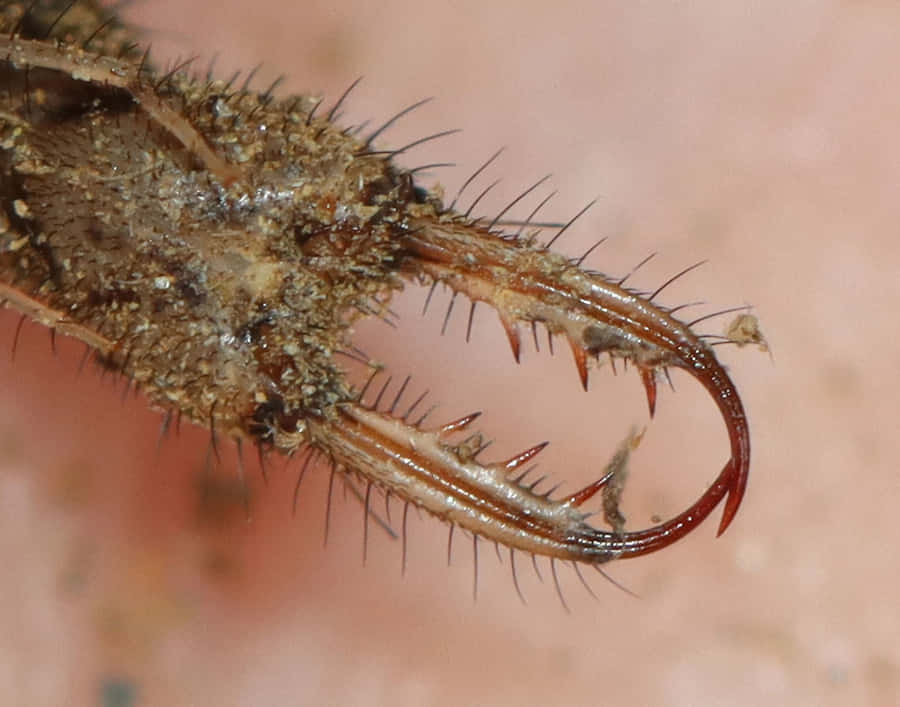 Antlion Mandibles Close Up Wallpaper
