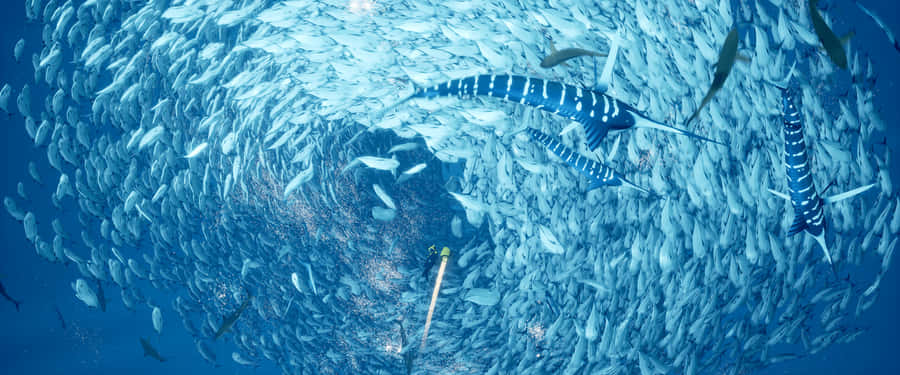 Apples, Crisp And Juicy Wallpaper